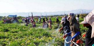 سموم کشاورزی