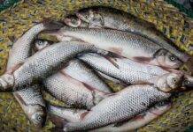 کاهش ۱۵ هزار تنی ماهی قزل آلا در کشور