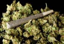 مخدر گل در ایران با قارچ و کپک مخلوط شده است