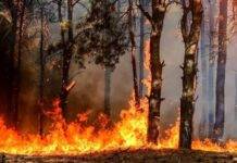 اطفاء حریق جنگلهای توسکستان با تلاش بالگرد هلال احمر+ فیلم