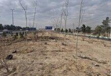 اجرای طرح جنگلکاری در حاشیه بزرگراه تهران–قم در منطقه ۱۹ تهران