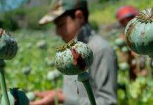 جزئیات مصوبات مقابله با کشت غیرقانونی گیاهان مخدر پایه