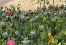 کشت خشخاش در قانون مبارزه با موادمخدر مطلقاً ممنوع است