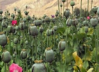 کشت خشخاش در قانون مبارزه با موادمخدر مطلقاً ممنوع است