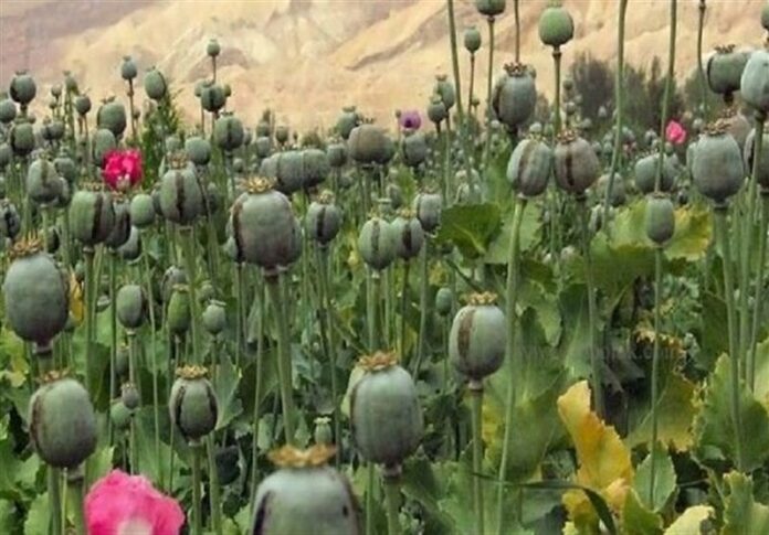 شقایق الیفرا