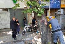 پایش سلامت بیش از ۲ هزار اصله چنار در منطقه ۱ تهران